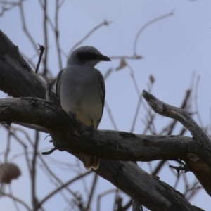 Coracina novaehollandiae at Tharwa, ACT - 19 Apr 2024