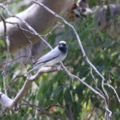 Coracina novaehollandiae at Tharwa, ACT - 19 Apr 2024