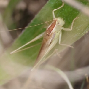 Conocephalus semivittatus at Hughes Grassy Woodland - 19 Apr 2024 01:56 PM