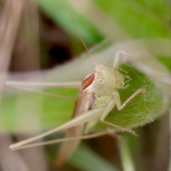 Conocephalus semivittatus at Hughes Grassy Woodland - 19 Apr 2024 01:56 PM