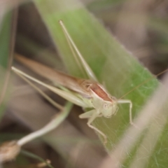 Conocephalus semivittatus at Hughes Grassy Woodland - 19 Apr 2024 01:56 PM