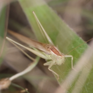 Conocephalus semivittatus at Hughes Grassy Woodland - 19 Apr 2024 01:56 PM