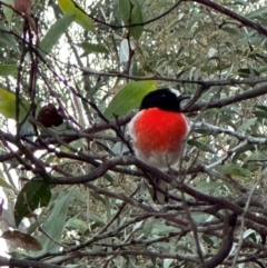 Petroica boodang (Scarlet Robin) at QPRC LGA - 19 Apr 2024 by fulfy