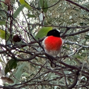 Petroica boodang (Scarlet Robin) at QPRC LGA by fulfy