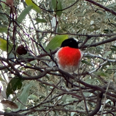 Petroica boodang (Scarlet Robin) at Karabar, NSW - 19 Apr 2024 by fulfy