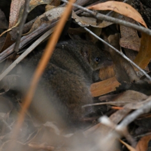 Antechinus agilis at Tidbinbilla Nature Reserve - 19 Apr 2024