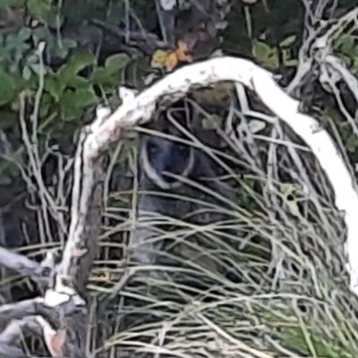 Wallabia bicolor (Swamp Wallaby) at Lake Burley Griffin West - 18 Apr 2024 by MB