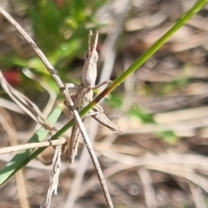 Keyacris scurra at QPRC LGA - 19 Apr 2024