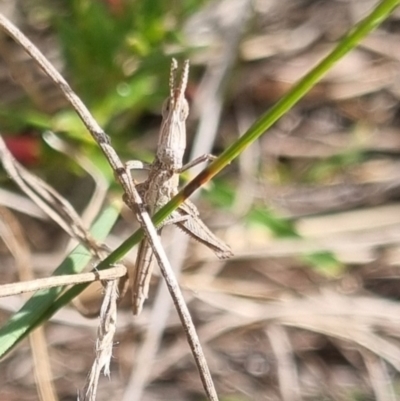 Keyacris scurra (Key's Matchstick Grasshopper) at Bungendore, NSW - 19 Apr 2024 by clarehoneydove