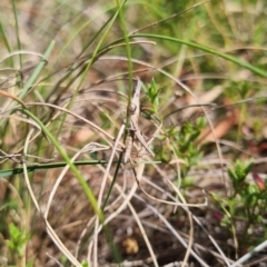 Keyacris scurra at QPRC LGA - suppressed