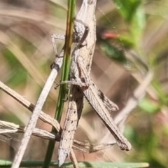 Keyacris scurra at QPRC LGA - suppressed