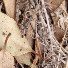 Phaulacridium vittatum (Wingless Grasshopper) at Bungendore, NSW - 19 Apr 2024 by clarehoneydove