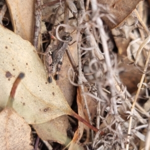 Phaulacridium vittatum (Wingless Grasshopper) at suppressed by clarehoneydove