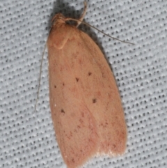Garrha leucerythra (A concealer moth) at WendyM's farm at Freshwater Ck. - 25 Feb 2024 by WendyEM