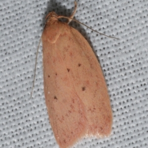 Garrha leucerythra at Freshwater Creek, VIC - 25 Feb 2024