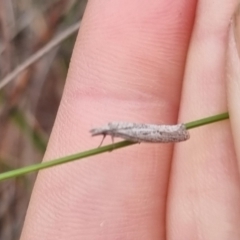 Phryganeutis cinerea at QPRC LGA - suppressed