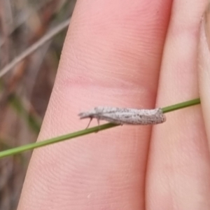 Phryganeutis cinerea at QPRC LGA - suppressed