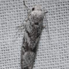 Lichenaula onychotypa (Lichenaula onychotypa) at Freshwater Creek, VIC - 25 Feb 2024 by WendyEM