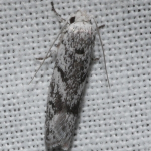 Lichenaula onychotypa at Freshwater Creek, VIC - 25 Feb 2024