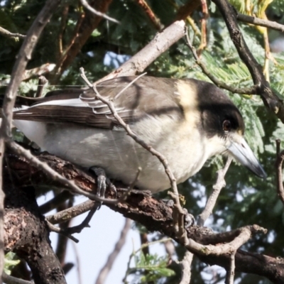 Cracticus torquatus (Grey Butcherbird) at Mulligans Flat - 19 Apr 2024 by AlisonMilton