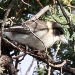 Cracticus torquatus at Mulligans Flat - 19 Apr 2024 09:06 AM