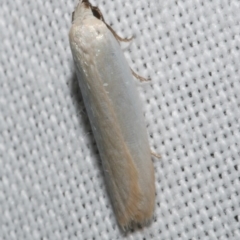 Scieropepla polyxesta (Xyloryctidae) at Freshwater Creek, VIC - 25 Feb 2024 by WendyEM