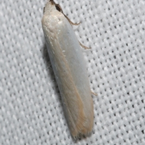 Scieropepla polyxesta at Freshwater Creek, VIC - 25 Feb 2024