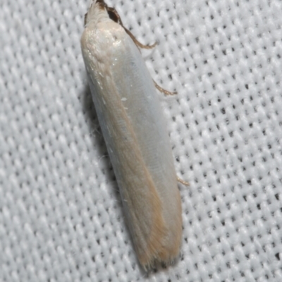 Scieropepla polyxesta (A Gelechioid moth (Xyloryctidae)) at WendyM's farm at Freshwater Ck. - 25 Feb 2024 by WendyEM