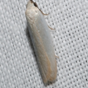 Scieropepla polyxesta (A Gelechioid moth (Xyloryctidae)) at Freshwater Creek, VIC by WendyEM