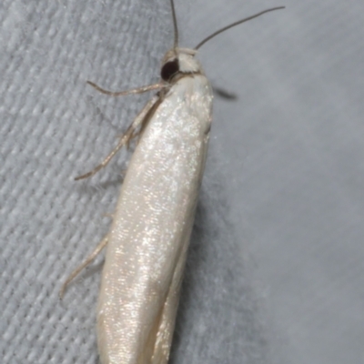 Scieropepla reversella (A Gelechioid moth (Xyloryctidae)) at Freshwater Creek, VIC - 26 Feb 2024 by WendyEM