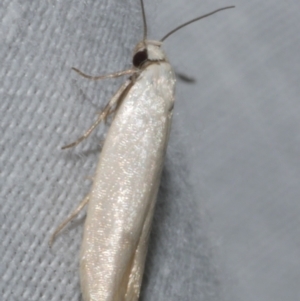 Scieropepla reversella (A Gelechioid moth (Xyloryctidae)) at Freshwater Creek, VIC by WendyEM