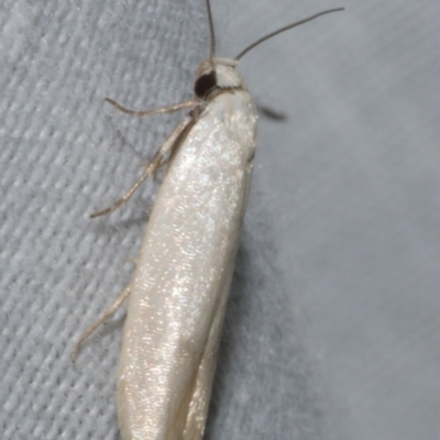 Scieropepla reversella (A Gelechioid moth (Xyloryctidae)) at WendyM's farm at Freshwater Ck. - 25 Feb 2024 by WendyEM