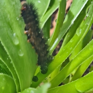 Lepidoptera unclassified IMMATURE moth at Isaacs, ACT - 7 Apr 2024