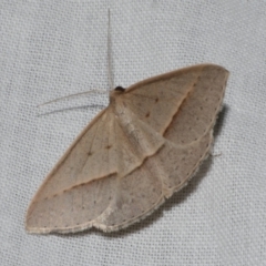 Epidesmia tryxaria (Neat Epidesmia) at Freshwater Creek, VIC - 25 Feb 2024 by WendyEM