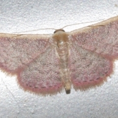 Idaea costaria (White-edged Wave) at Freshwater Creek, VIC - 25 Feb 2024 by WendyEM