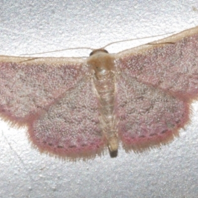 Idaea costaria (White-edged Wave) at WendyM's farm at Freshwater Ck. - 25 Feb 2024 by WendyEM