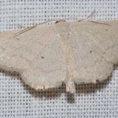 Scopula optivata (Varied Wave) at Freshwater Creek, VIC - 25 Feb 2024 by WendyEM