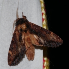 Sorama bicolor (Two-coloured Notodontid) at WendyM's farm at Freshwater Ck. - 25 Feb 2024 by WendyEM