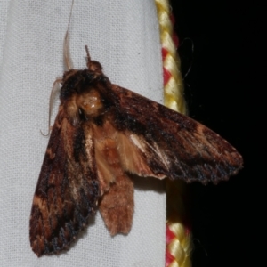 Sorama bicolor at Freshwater Creek, VIC - 26 Feb 2024