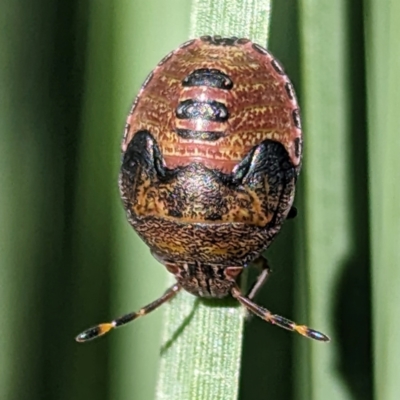 Dictyotus caenosus (Brown Shield Bug) at ANBG - 10 Apr 2024 by HelenCross