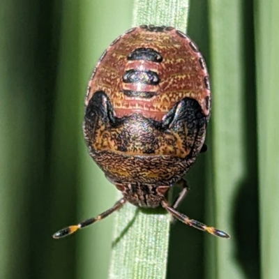 Dictyotus caenosus (Brown Shield Bug) at ANBG - 11 Apr 2024 by HelenCross