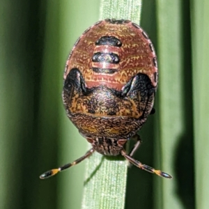 Unidentified Shield, Stink or Jewel Bug (Pentatomoidea) at suppressed by HelenCross