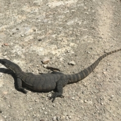 Varanus rosenbergi (Heath or Rosenberg's Monitor) at Uriarra, NSW - 11 Feb 2021 by Pirom