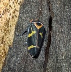 Eurymeloides pulchra (Gumtree hopper) at Ainslie, ACT - 6 Apr 2024 by Pirom