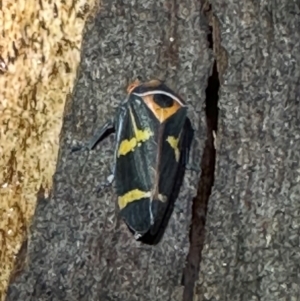 Eurymeloides pulchra (Gumtree hopper) at Corroboree Park by Pirom