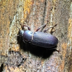 Meneristes australis at Corroboree Park - 6 Apr 2024 09:37 PM