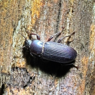 Meneristes australis at Ainslie, ACT - 6 Apr 2024 by Pirom