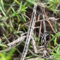 Keyacris scurra (Key's Matchstick Grasshopper) at Bungendore, NSW - 19 Apr 2024 by clarehoneydove