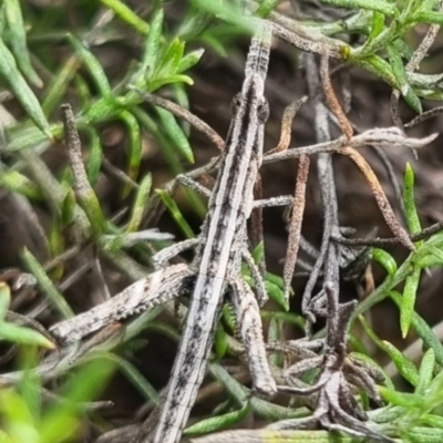 Keyacris scurra (Key's Matchstick Grasshopper) at Bungendore, NSW - 19 Apr 2024 by clarehoneydove