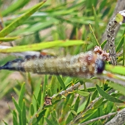 Pterygophorinae (subfamily) (Sawfly) at NAS100: STEP Dam Lot 100 - 28 Mar 2024 by galah681